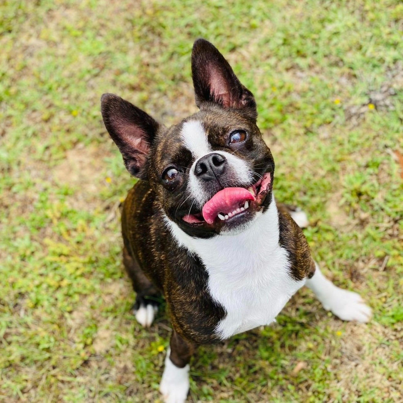 Sydney Dog and Cat Boarding Facebook ad: Do you need a temporary boarding solution for…