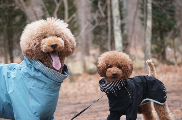 1stdogcafe Facebook ad