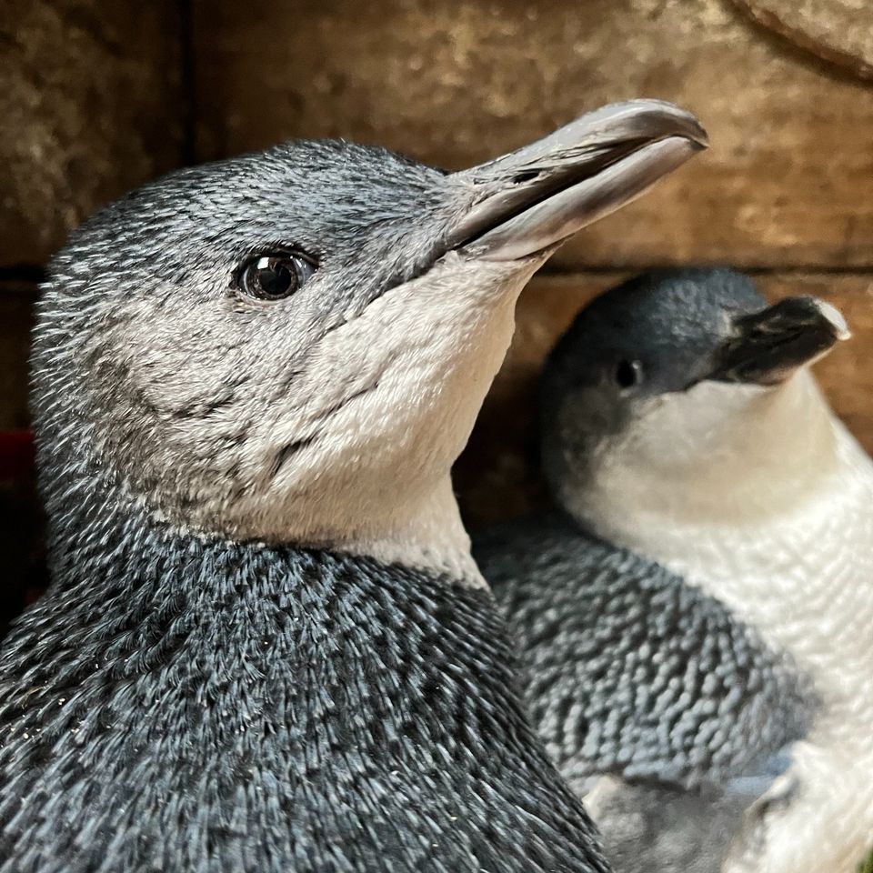 Penguin Foundation Facebook ad: The Penguin Foundation is a registered Australian charity…