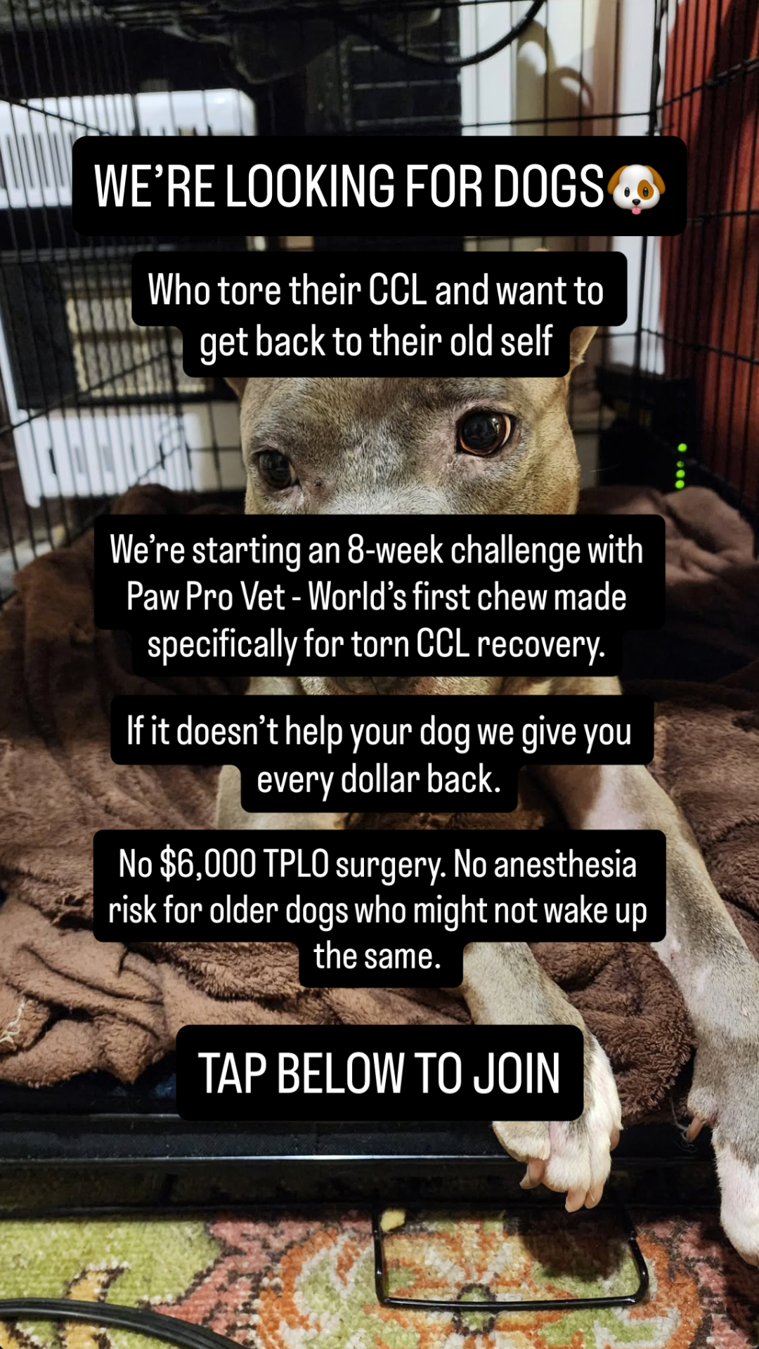 Paw Pro Vet Pets Facebook ad: Give Him 8 Weeks Before You Book Surgery