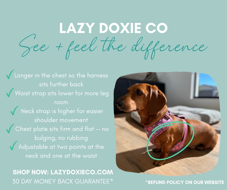 Lazy Doxie Co Facebook ad: Is your Dachshund tired of ill-fitting harnesses?