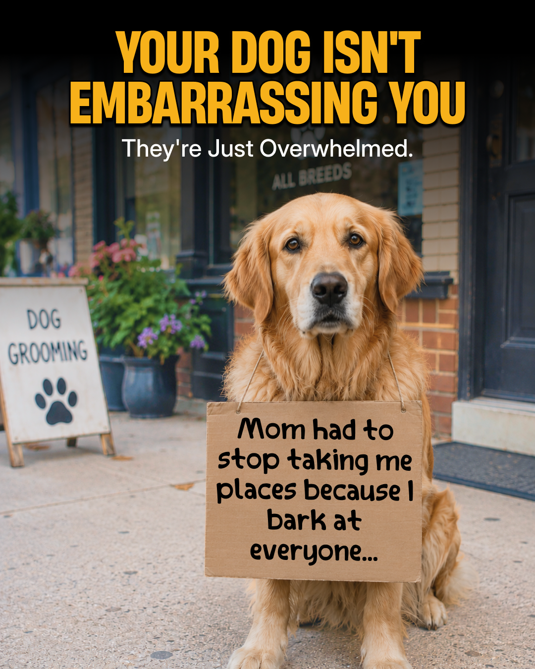 Tom Davis Dog Training Facebook ad from Jun 10, 2026