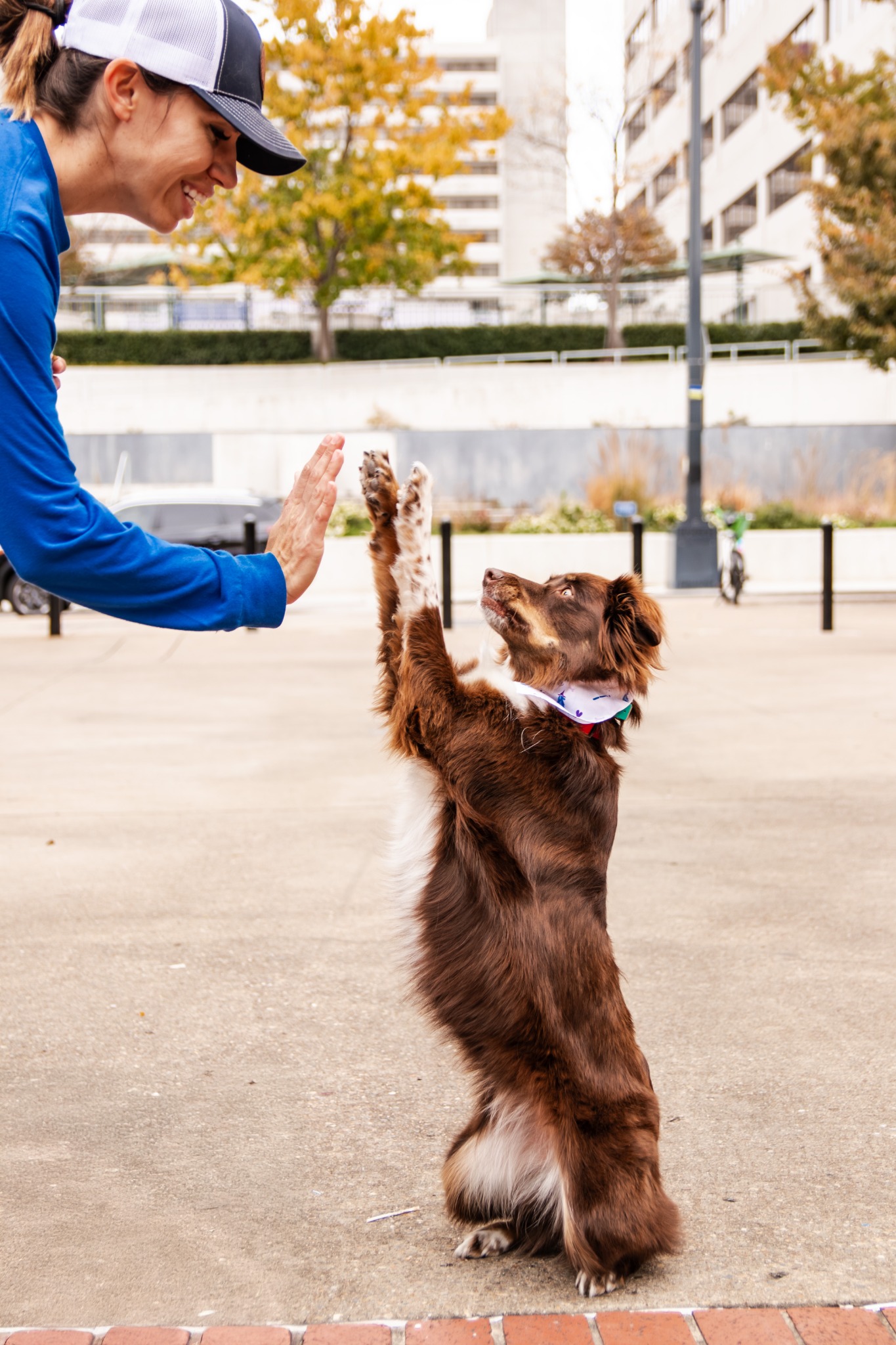 Charlotte Dog Wizard Facebook ad