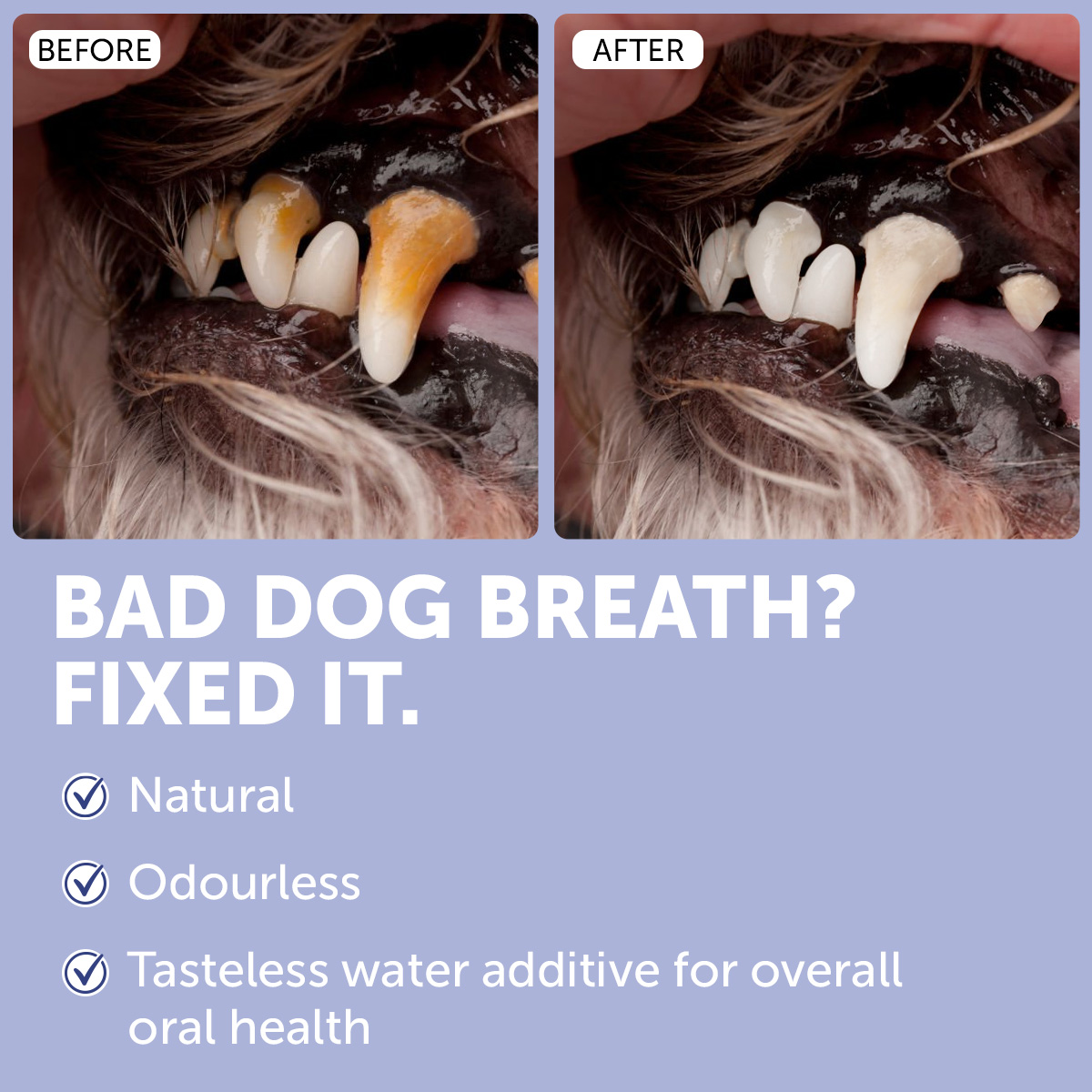 Dr Shiba Facebook ad