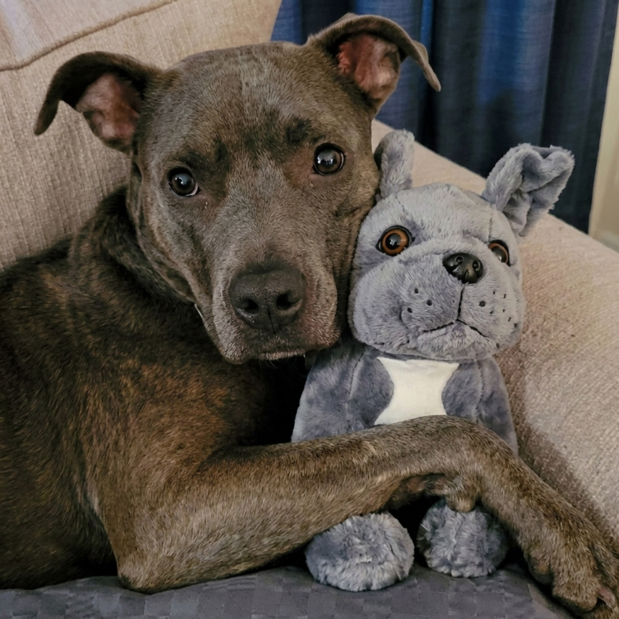 Sharon Brown Facebook ad: Shelter Vet Reveal The Truth…