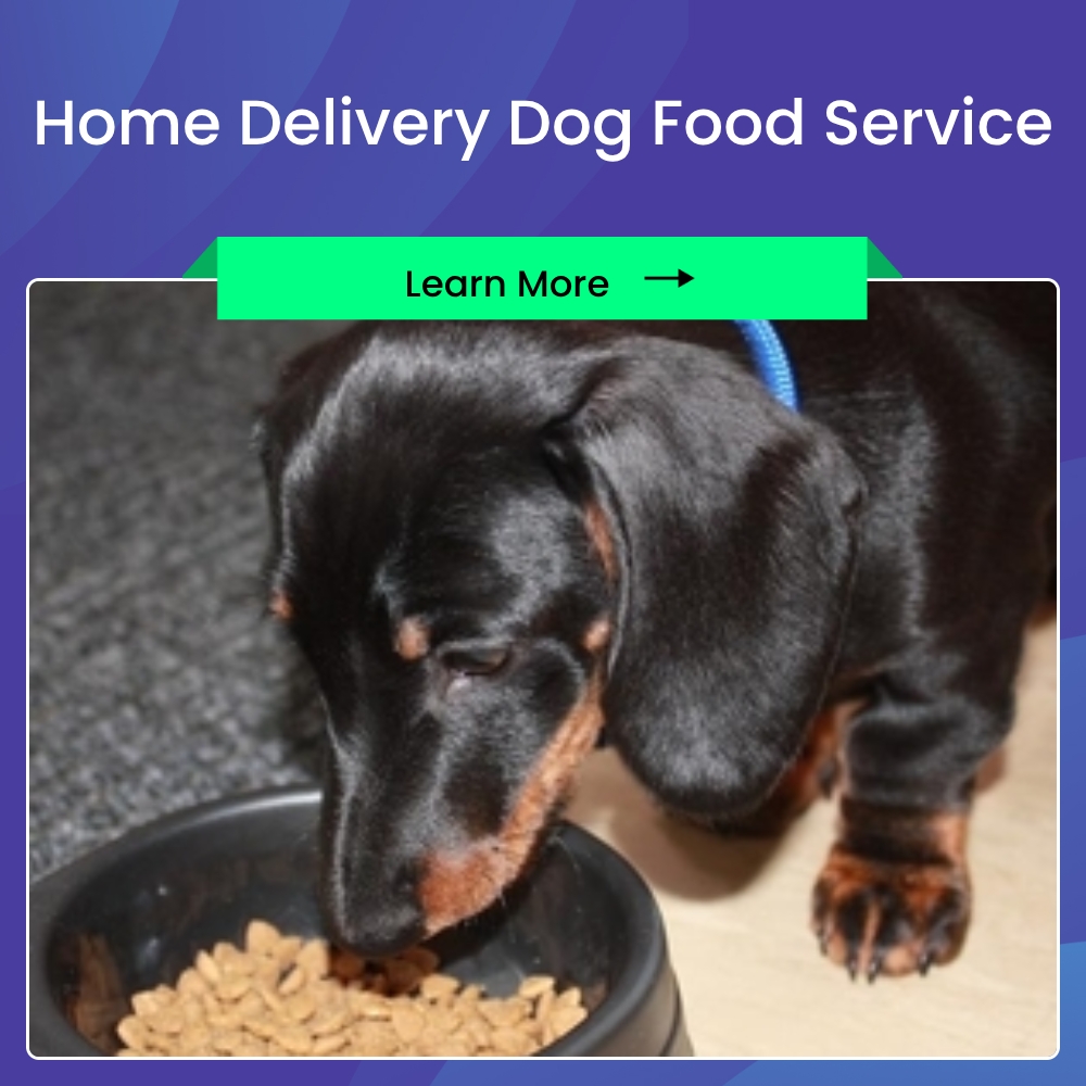 ExploreAnswers Innovation Facebook ad: Explore Home Dog Food Delivery Options. Get Insights!