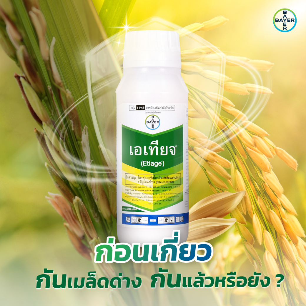 Bayer CS Thailand Facebook ad: ใกล้ถึงวันเกี่ยวข้าว.อย่าปล่อยให้เมล็ดด่างทำให้เหนื่อยฟรี
