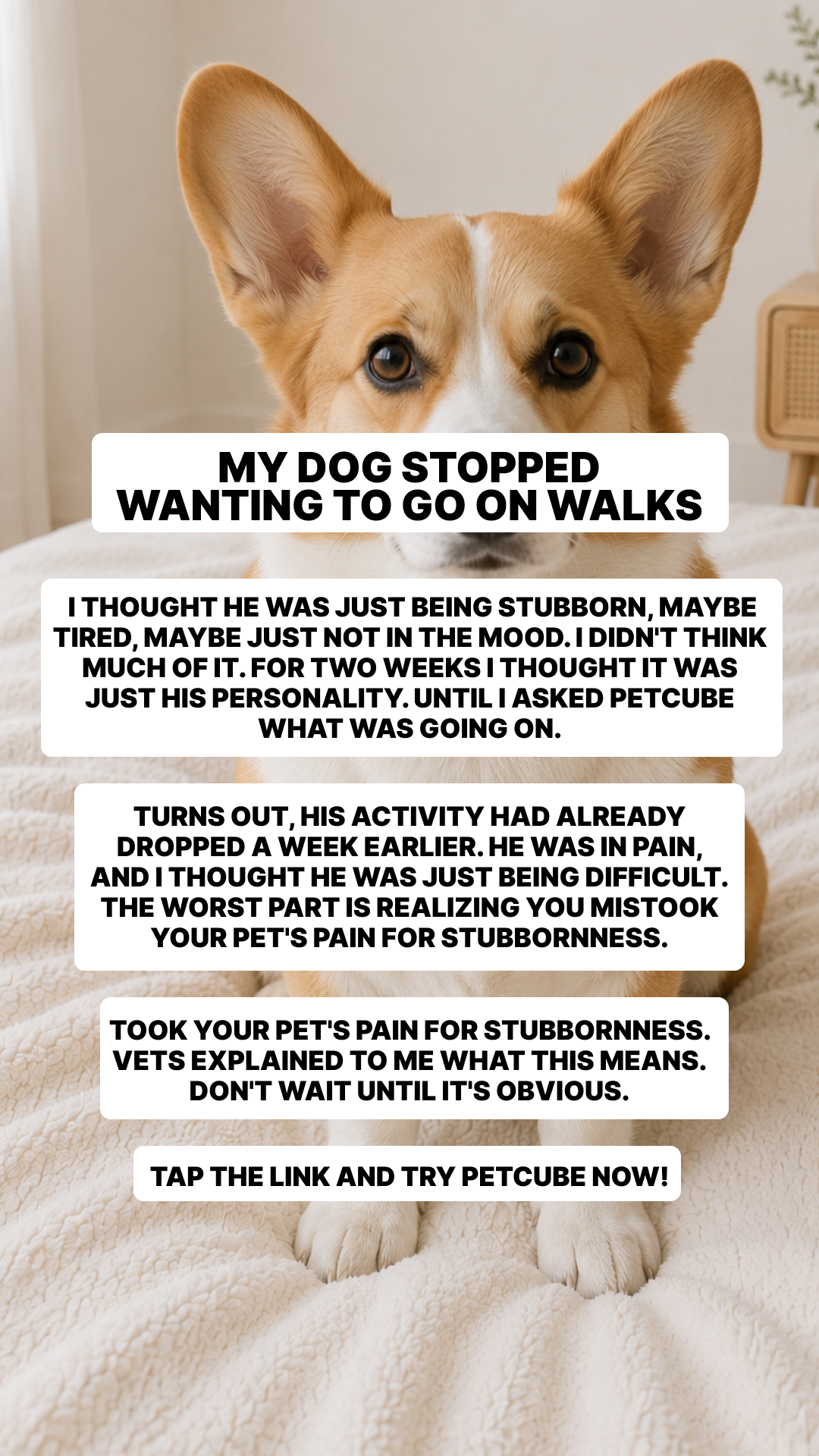 Petcube Facebook ad