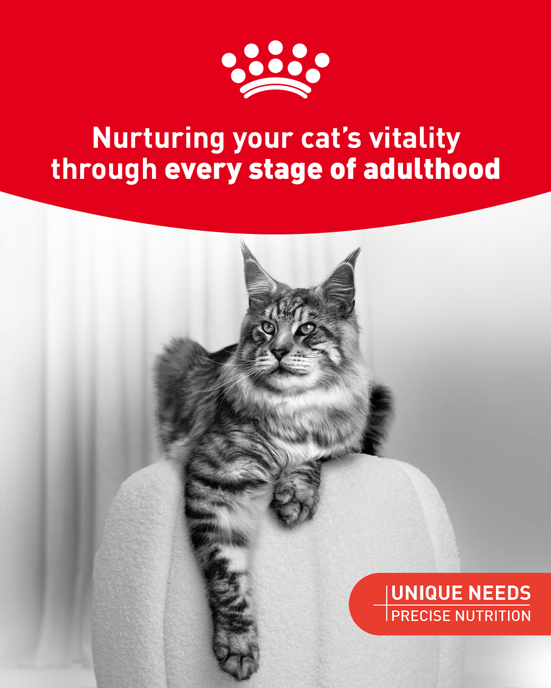 Royal Canin Facebook ad