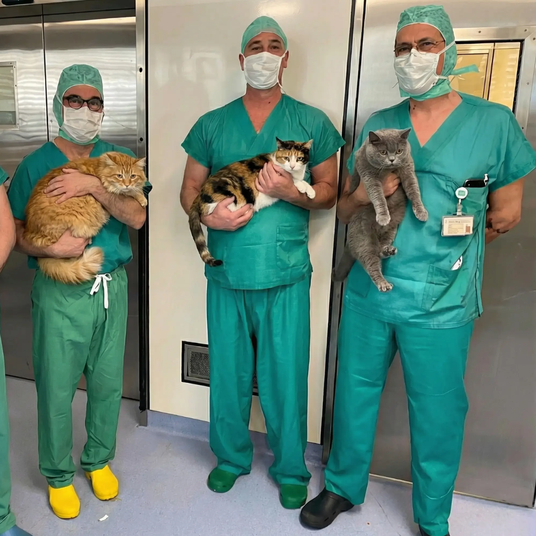 Animal Care Veterinary Clinic Facebook ad