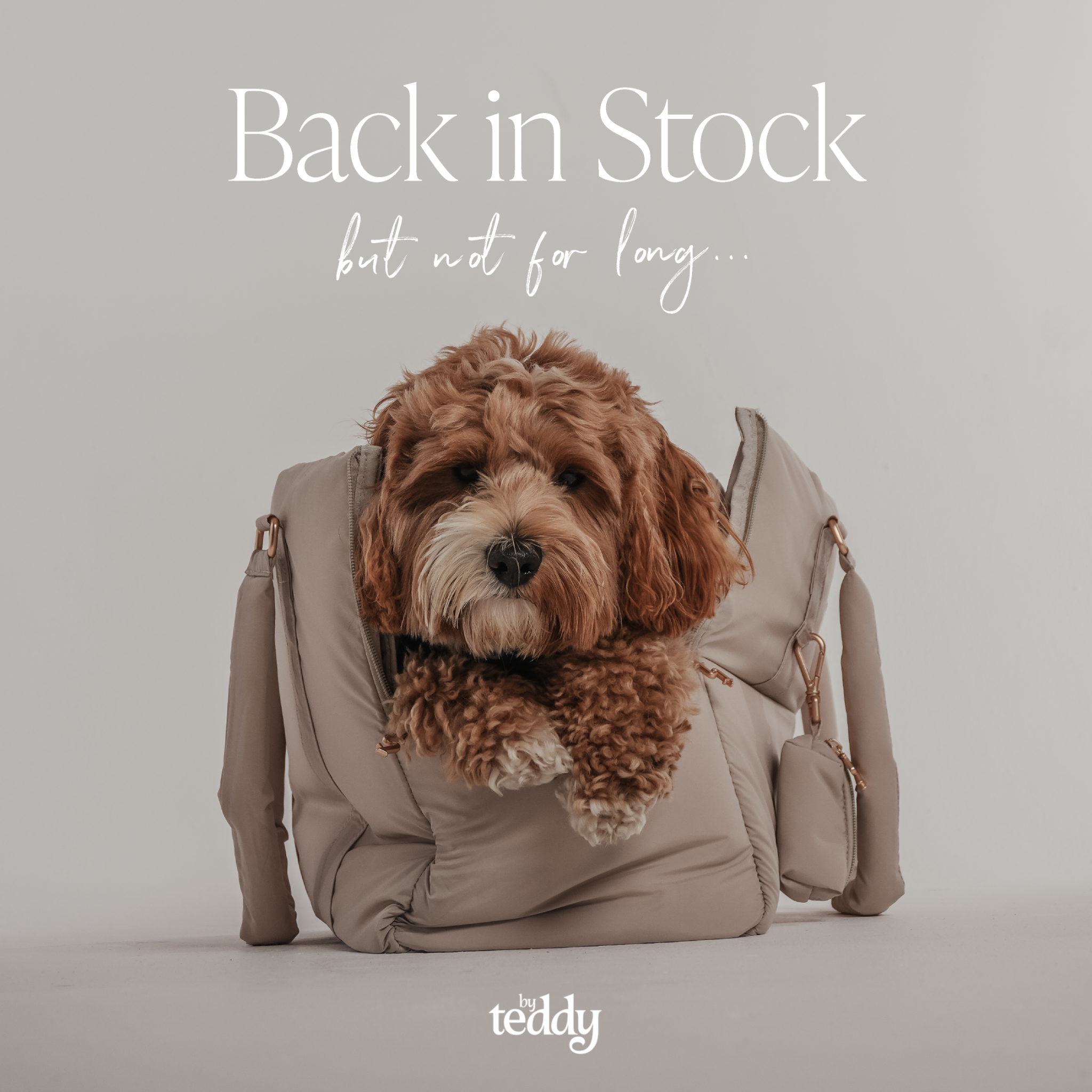By Teddy Facebook ad