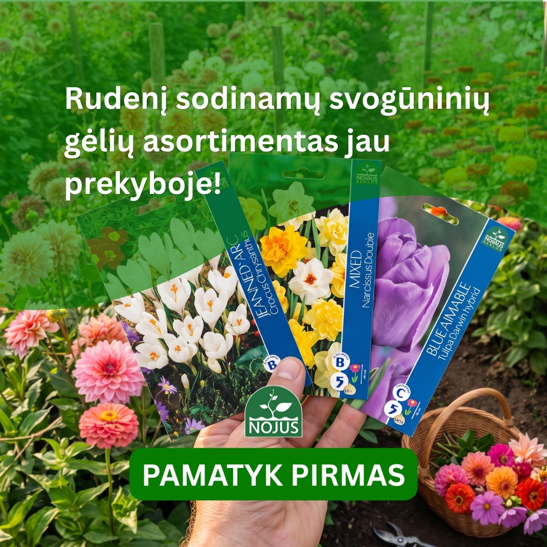 Nojaus sėklos Facebook ad: Tulpės, narcizai, krokai