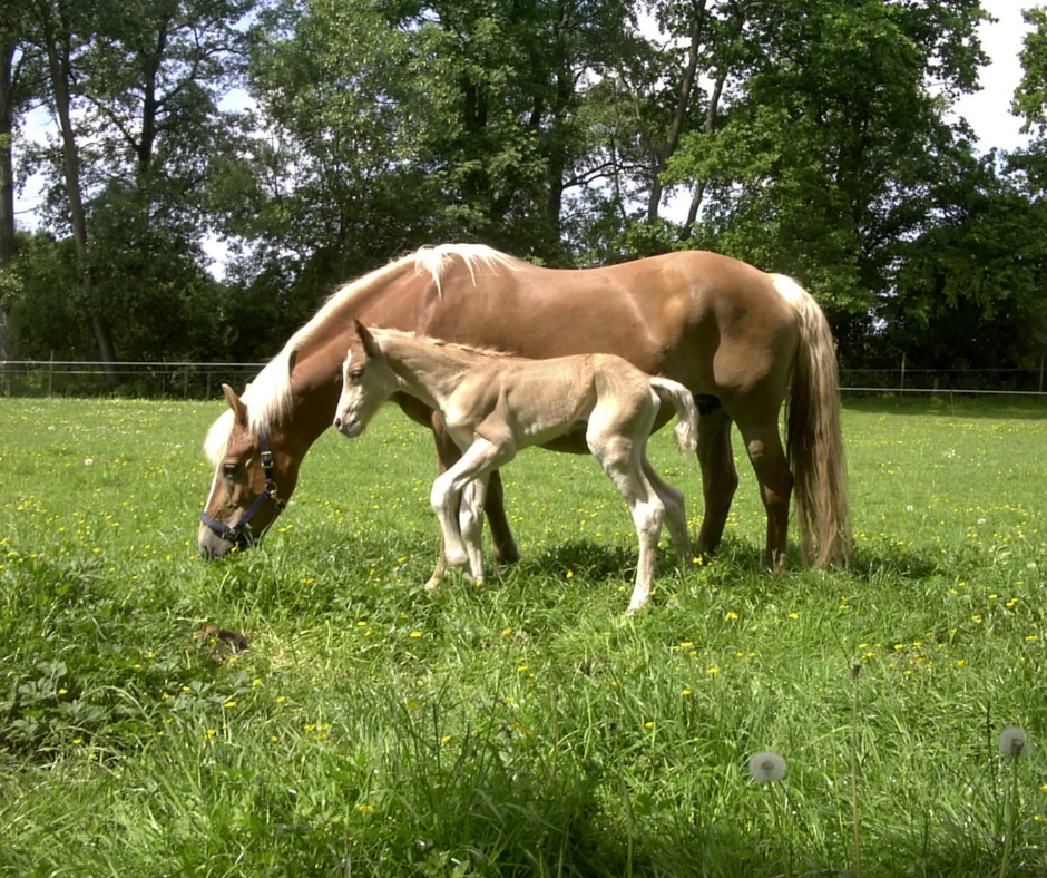 State Veterinarian - Thulamahashe Facebook ad: Agriculture Thulamela