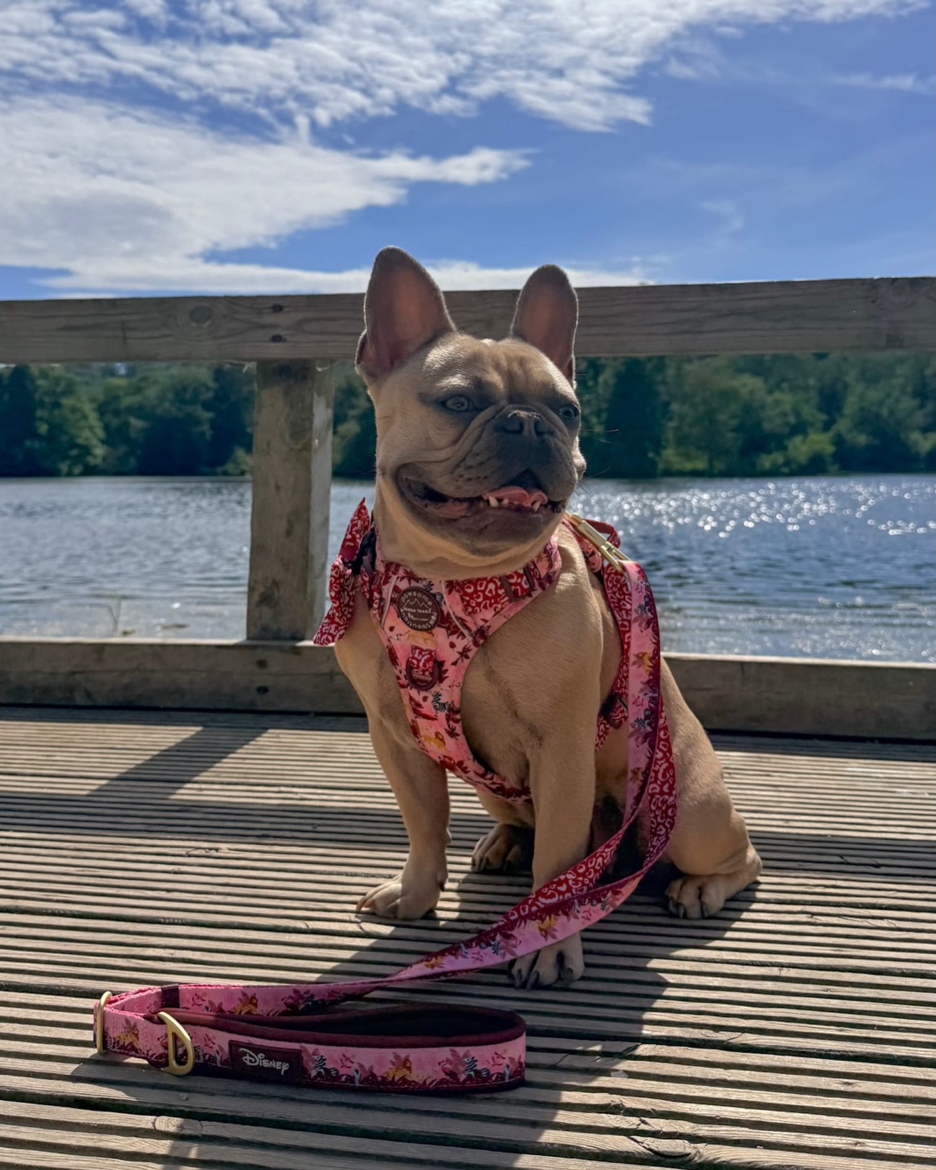 Pawsome Paws Boutique Facebook ad: All Harnesses