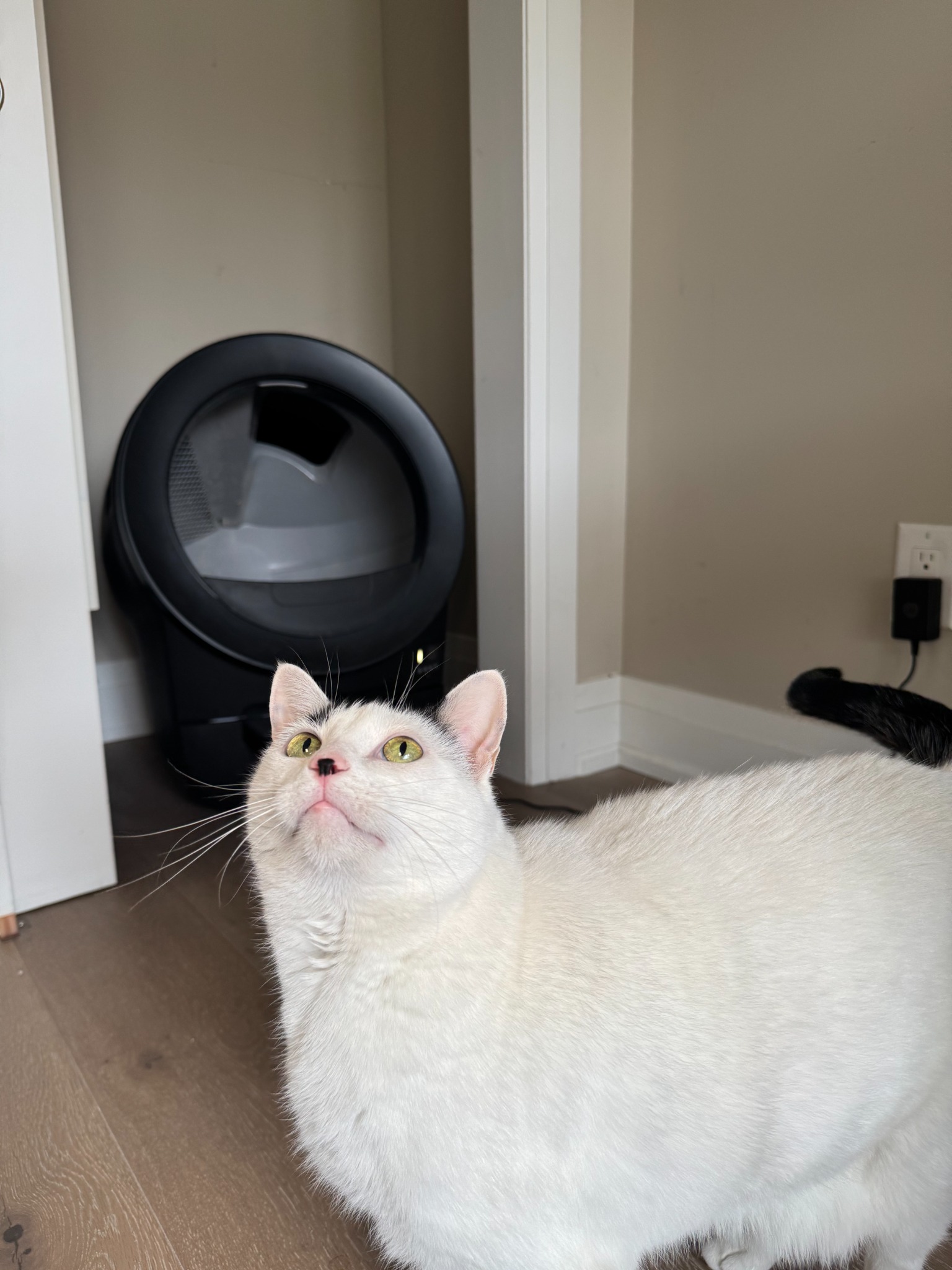 Litter-Robot by Whisker Facebook ad