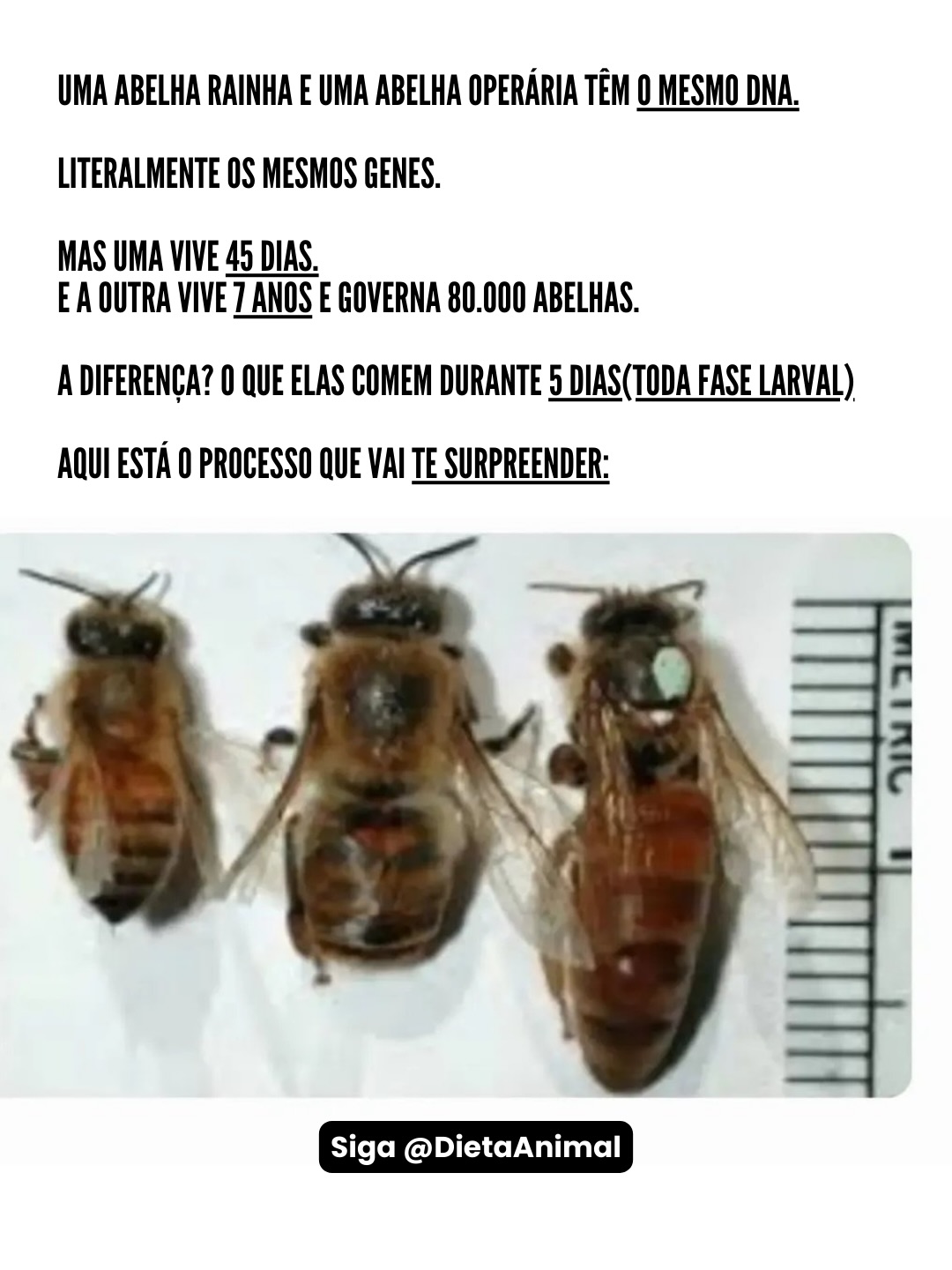 Dietaanimal Facebook ad: Geléia Real é o suplemento natural mais consumido…