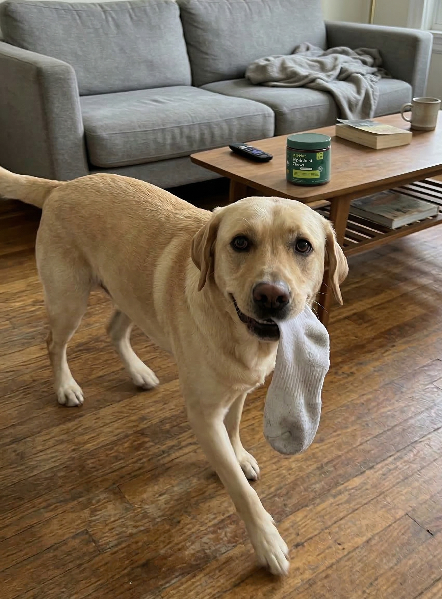 Everyday Pet Health Facebook ad