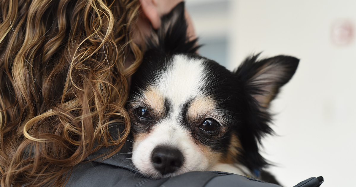 ASPCA Facebook ad