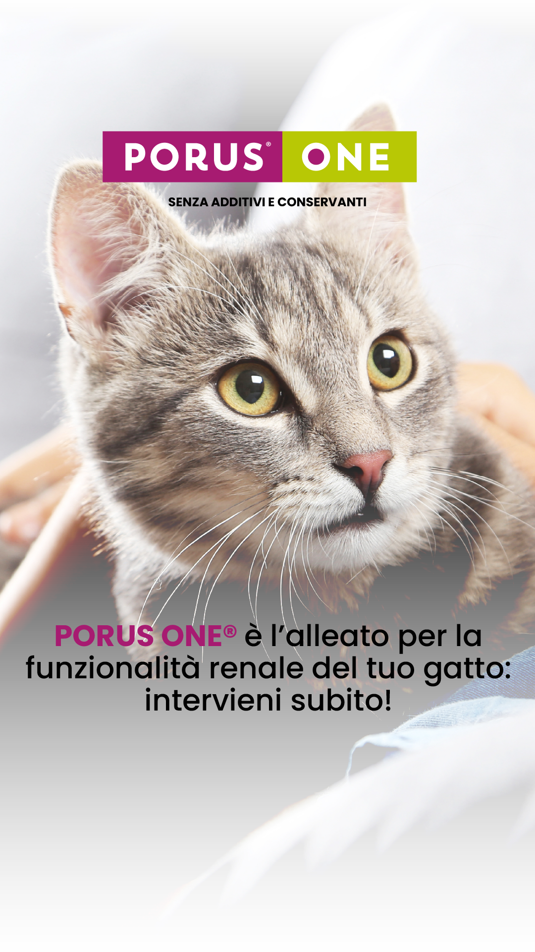 Dechra Italia Facebook ad from Jun 15, 2026