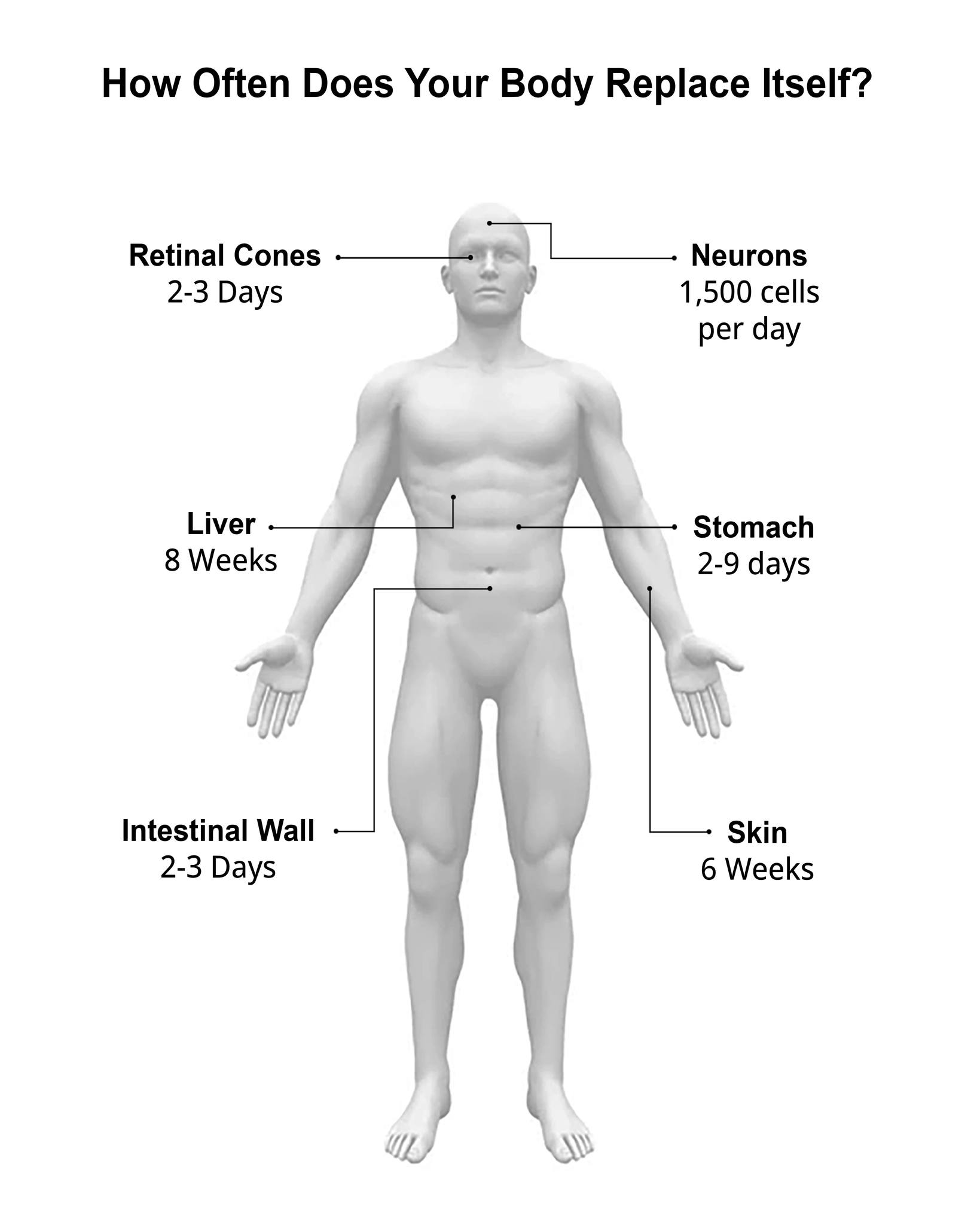 Tennant Products Facebook ad: Your body: a regeneration machine.
