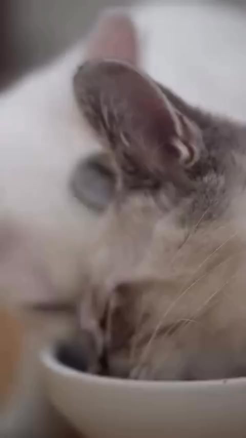 Necoichi - No.1 Cat Products Company from Japan Facebook ad: Upgrade Your Cat's Mealtime Comfort