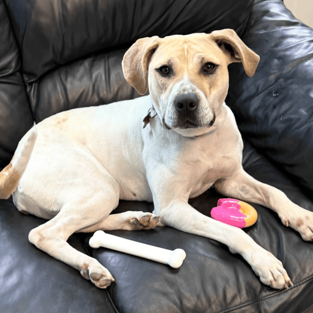 RESCUE RIDGE Facebook ad: Ready to meet your new best friend?