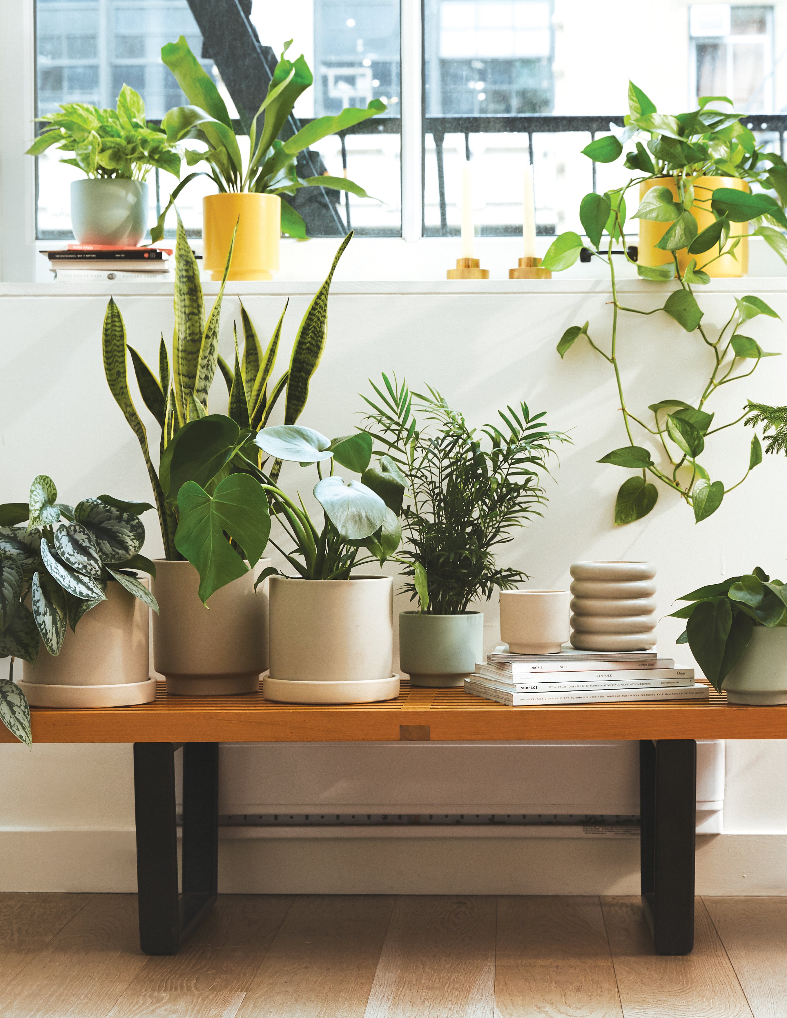 A new page Facebook ad: The Sill | Indoor Houseplants & Outdoor Plants for Sale…