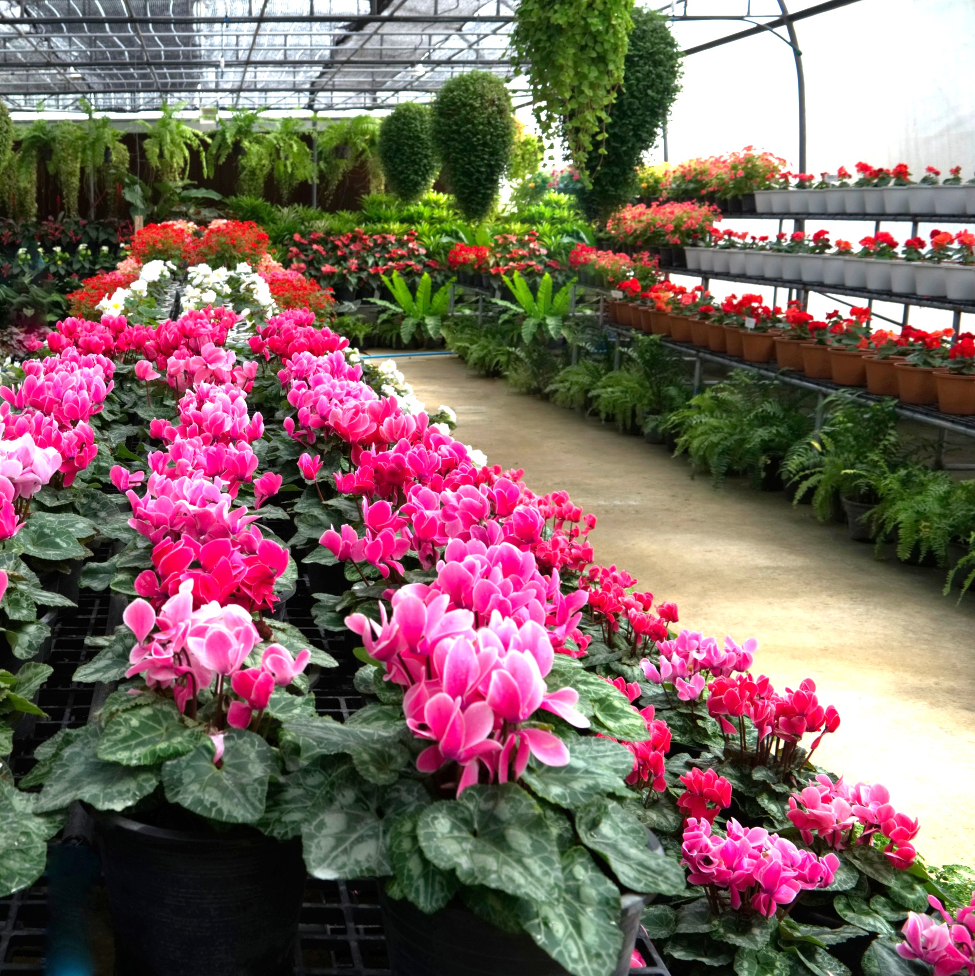 Ebyland LLC Facebook ad: Attention plant lovers!