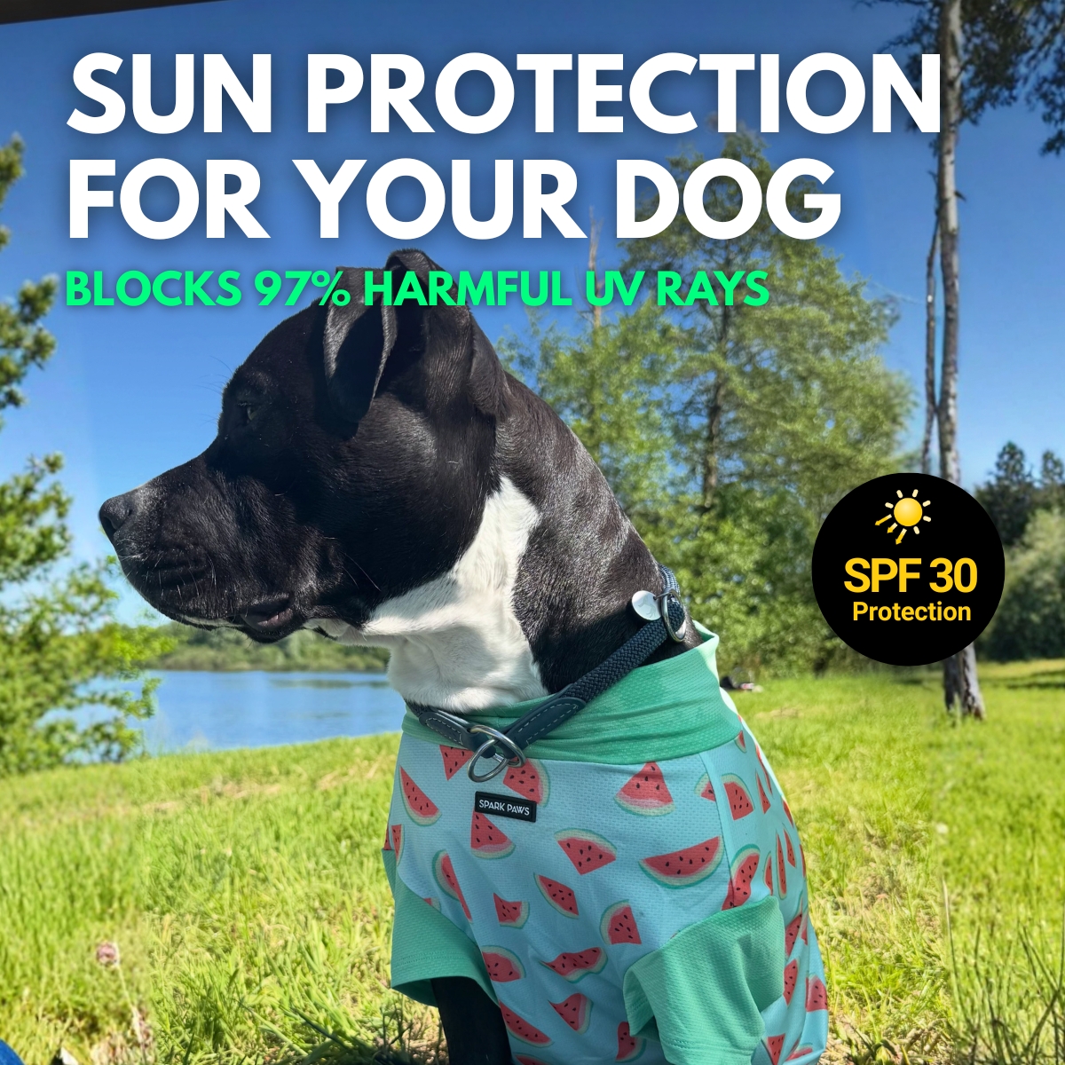 Spark Paws Facebook ad