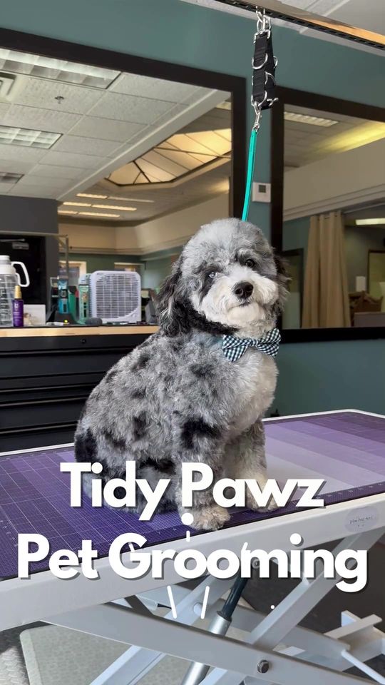 Tidy Pawz Pet Grooming Facebook ad: Anoka, MN | Pet Grooming
