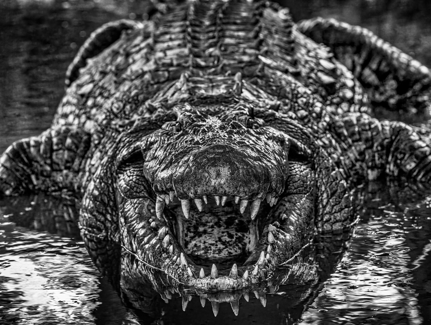David Yarrow Photography Facebook ad