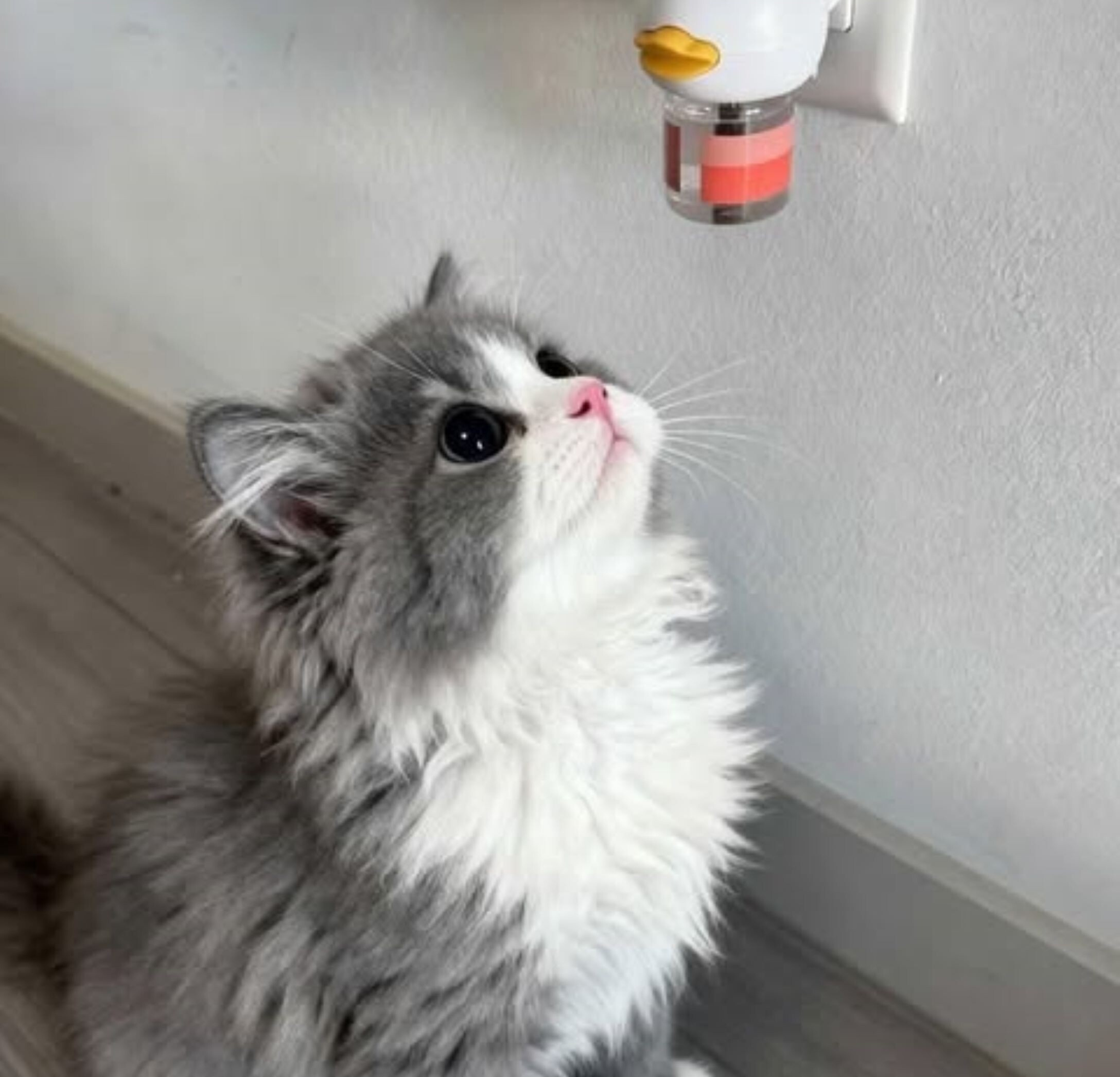 Vet approved products Facebook ad