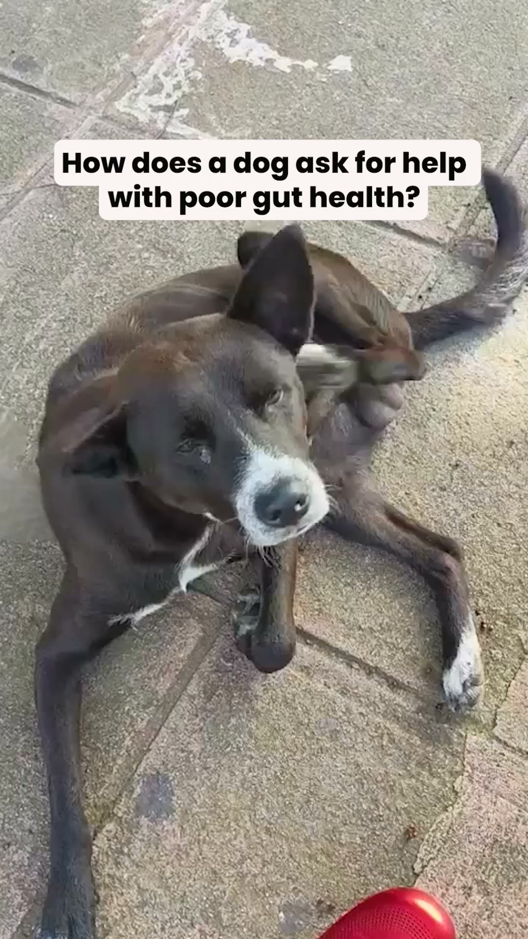 Proud Dog Parents Facebook ad: Stop The Scratching, BUY 2 GET 1 FREE