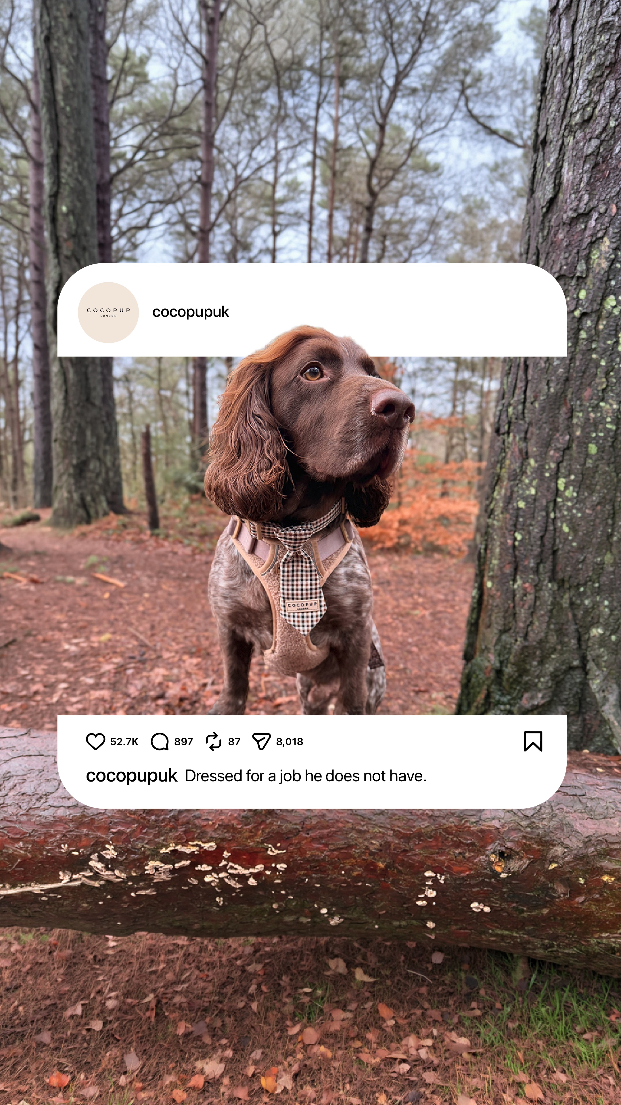 Cocopupuk Facebook ad: What Every Pup Needs