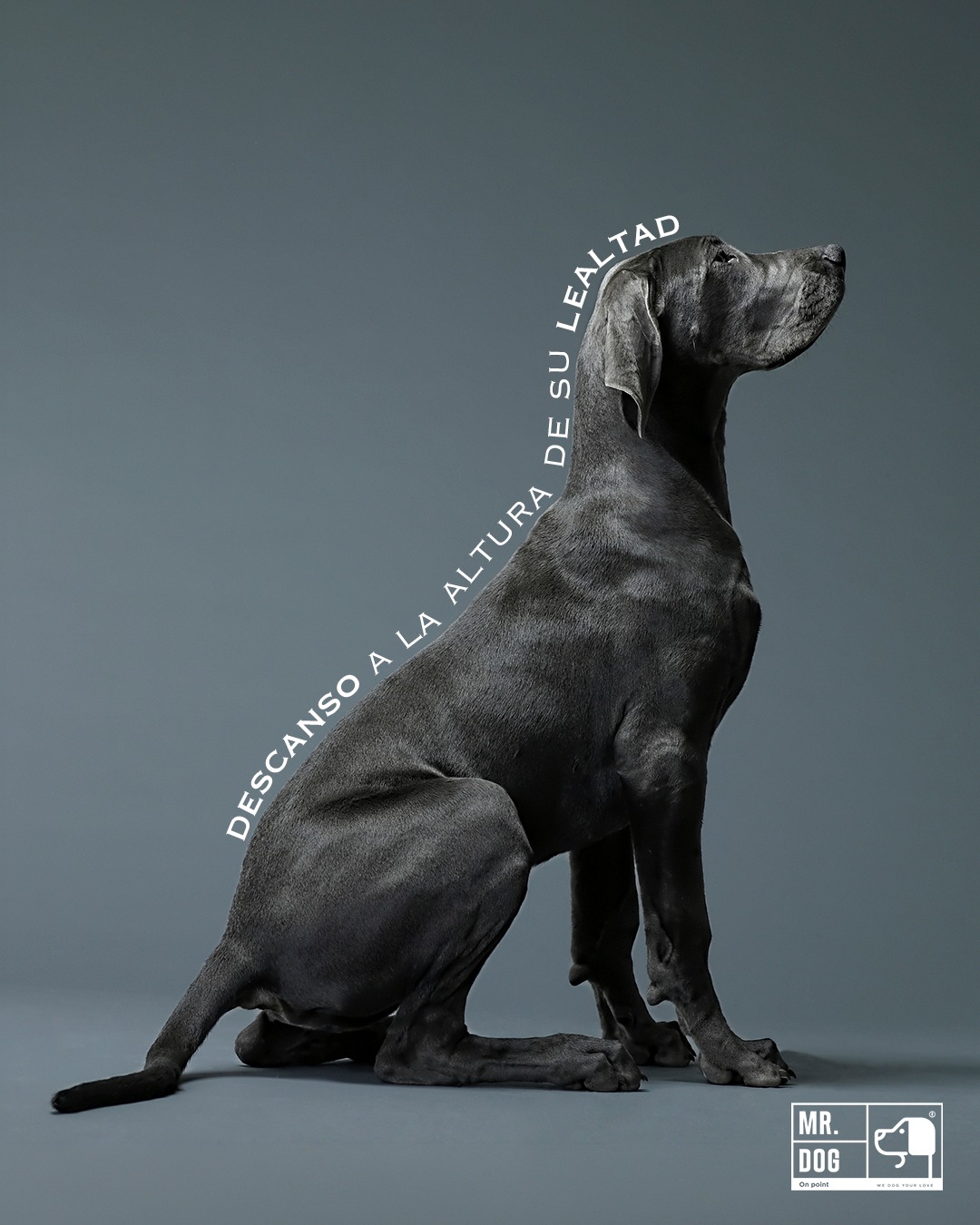 Mr. Dog on Point Facebook ad: ¿Tu perro descansa o solo duerme?