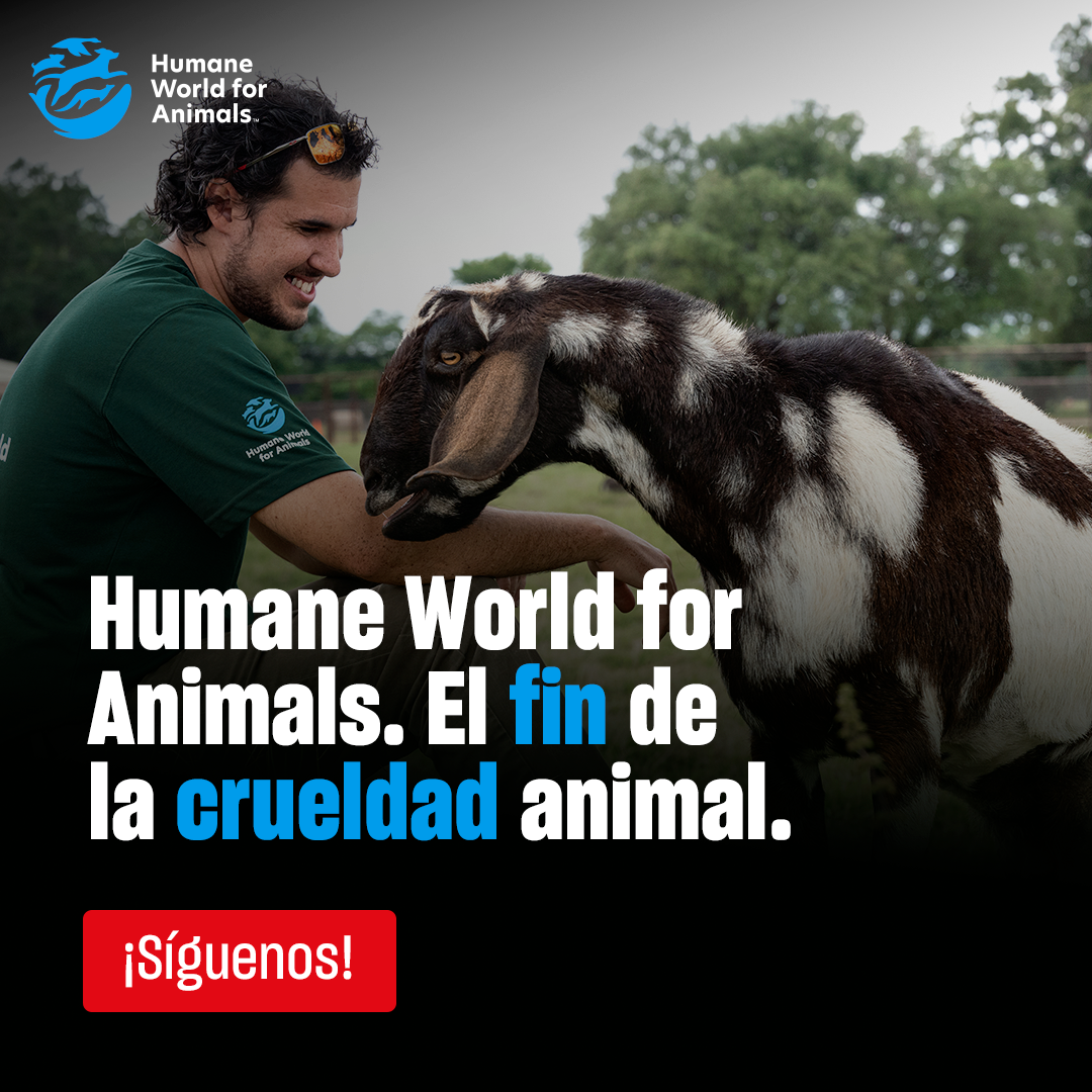 Humane World for Animals España Facebook ad: ¿Quieres proteger a los animales?