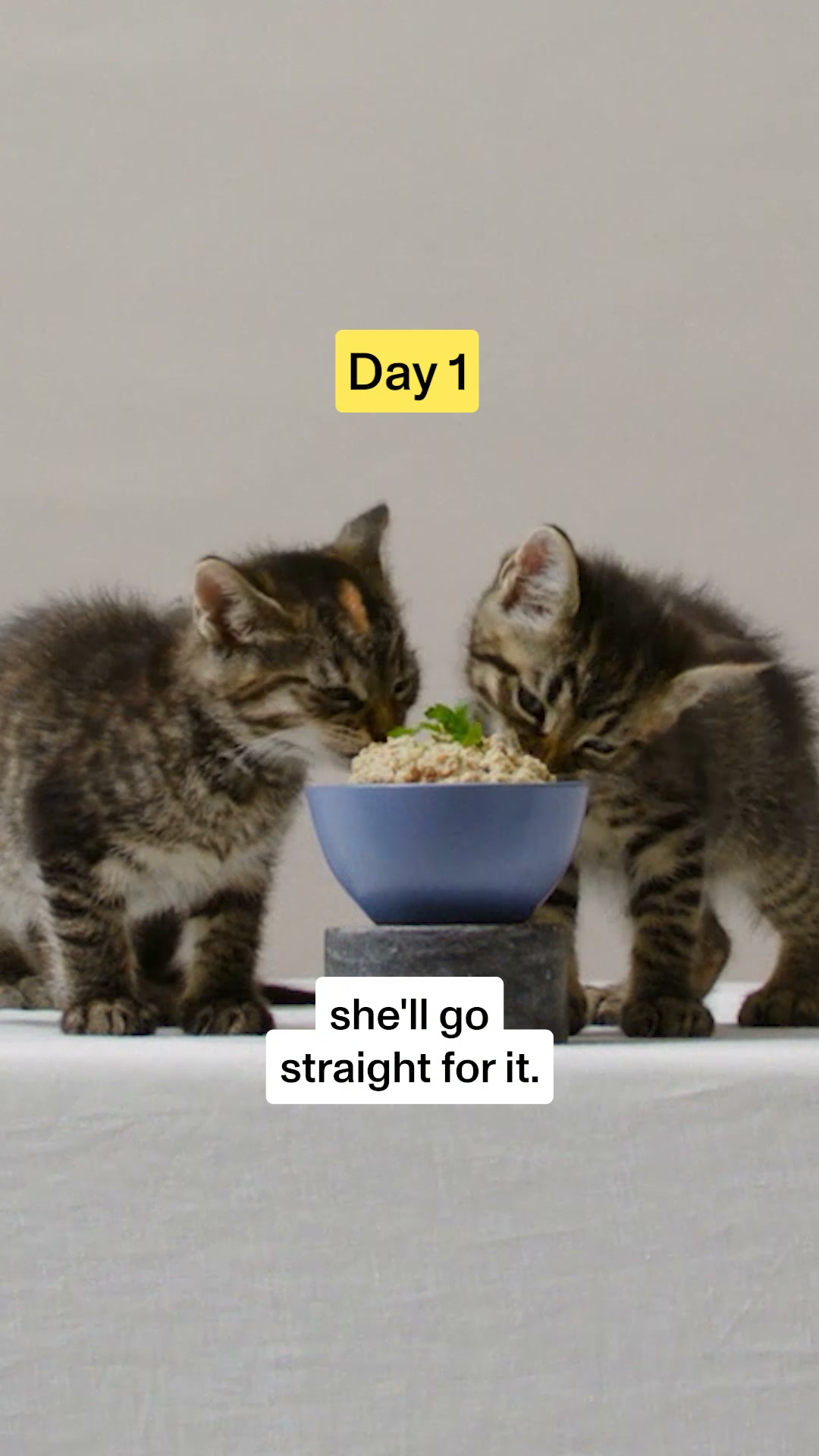 Smalls Facebook ad: Human-Grade Fresh Cat Food