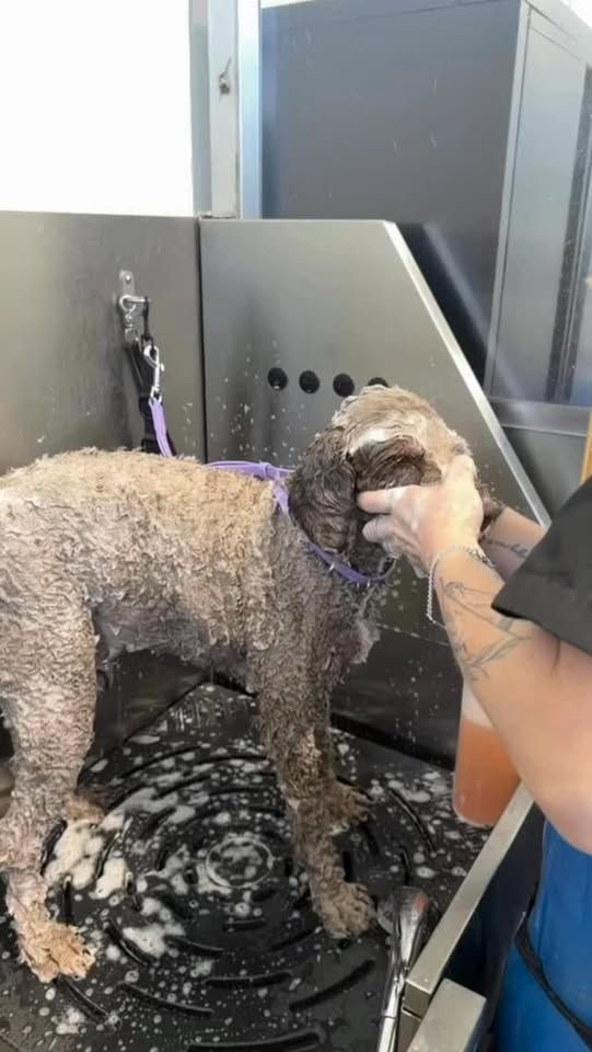 NZ Dog Grooming School Facebook ad: Turn your passion for dogs into a rewarding…