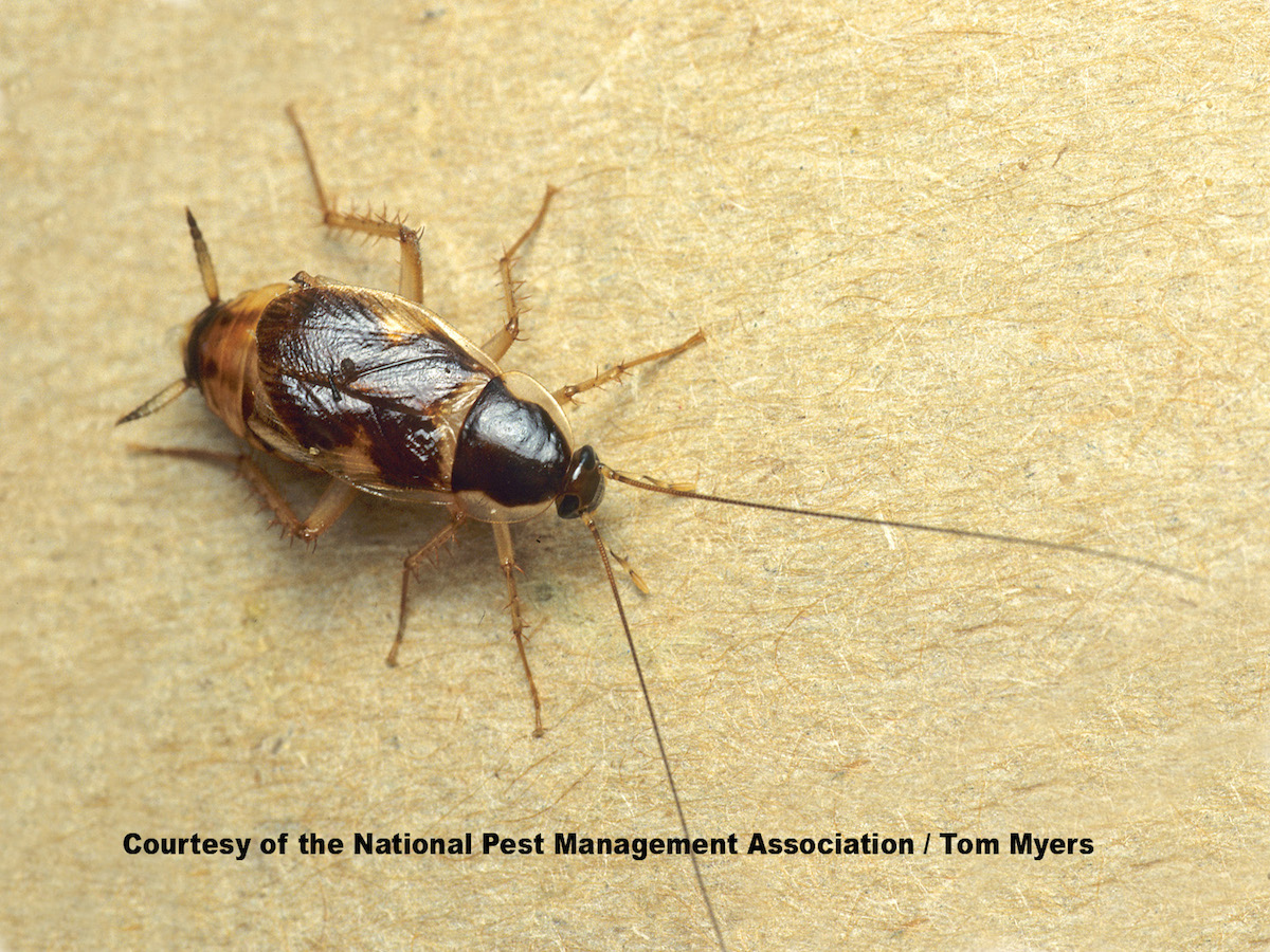 PestWorld Facebook ad: The Truth About Cockroaches and Health: Risks and Prevention