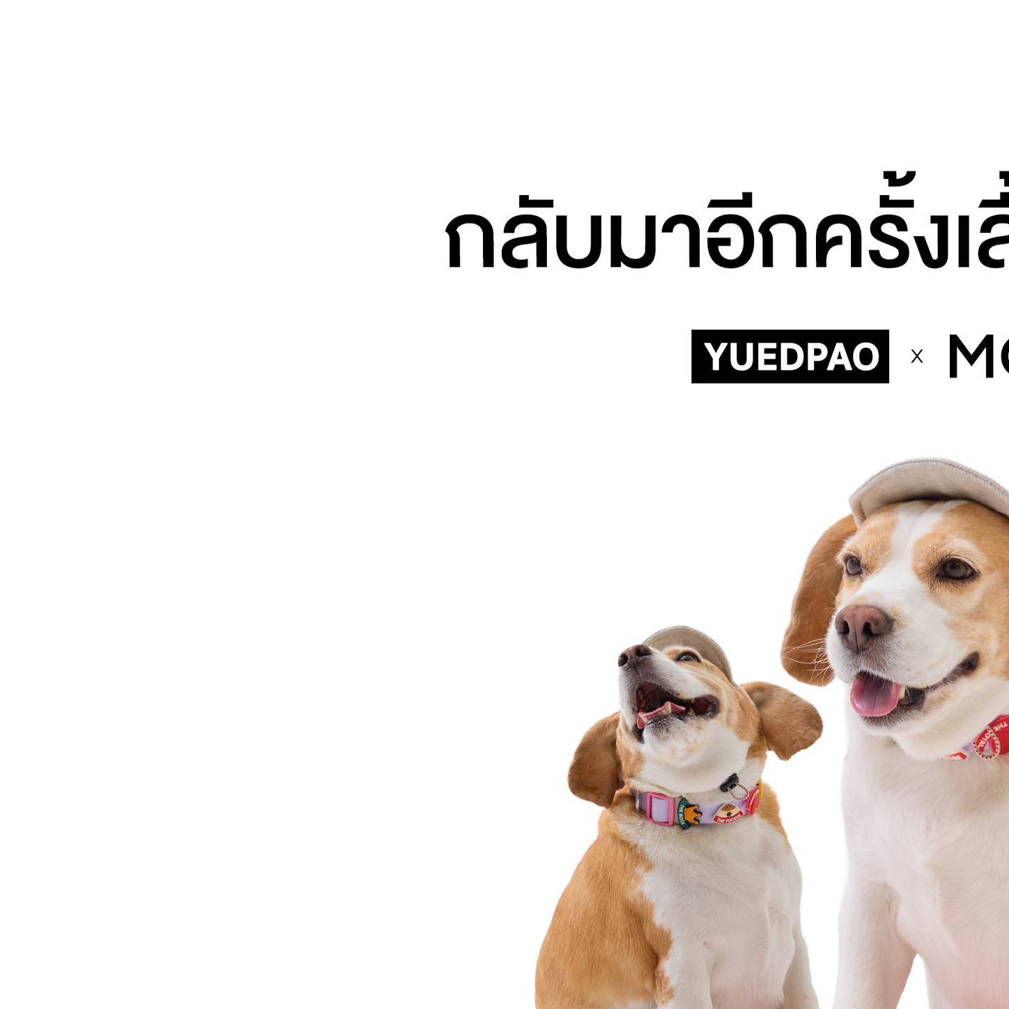 Yuedpao - ยืดเปล่า เสื้อยืดโอเวอร์ไซซ์ ยับยาก รีดง่าย Facebook ad: New! Yuedpao x Mootoo Ver.5…