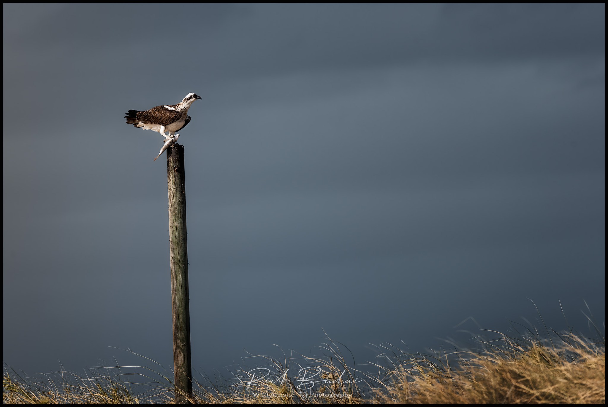 Wild Artistic Photography Tours And Workshops Facebook ad: Hunter's Perch