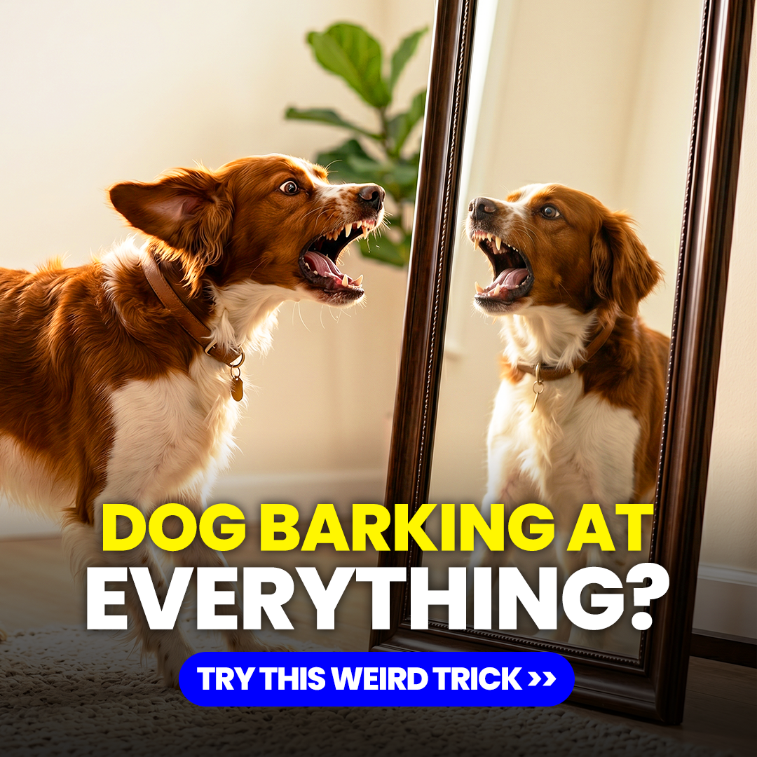 Mike James Dog Training Facebook ad