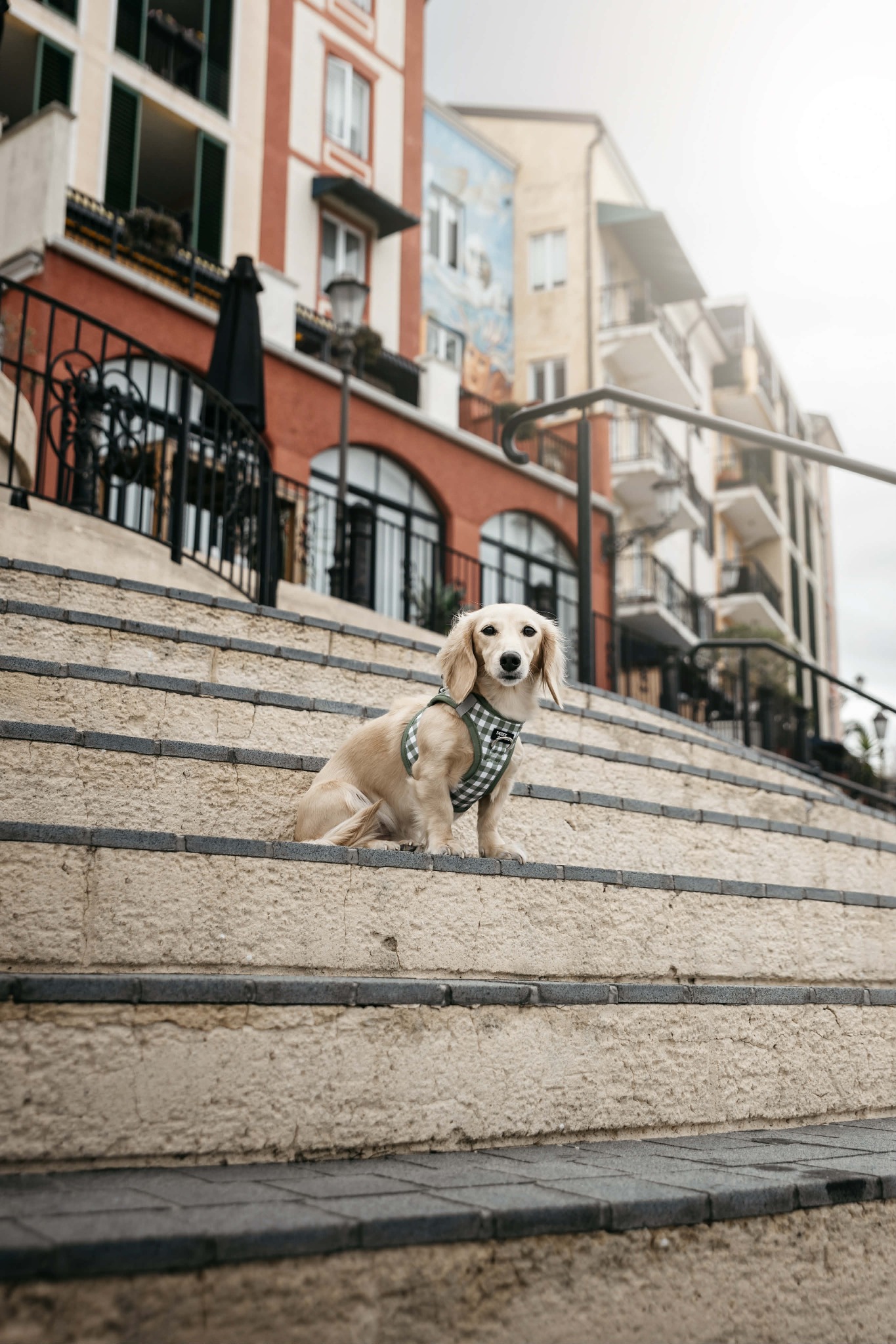 Dizzy Dog Collars Facebook ad