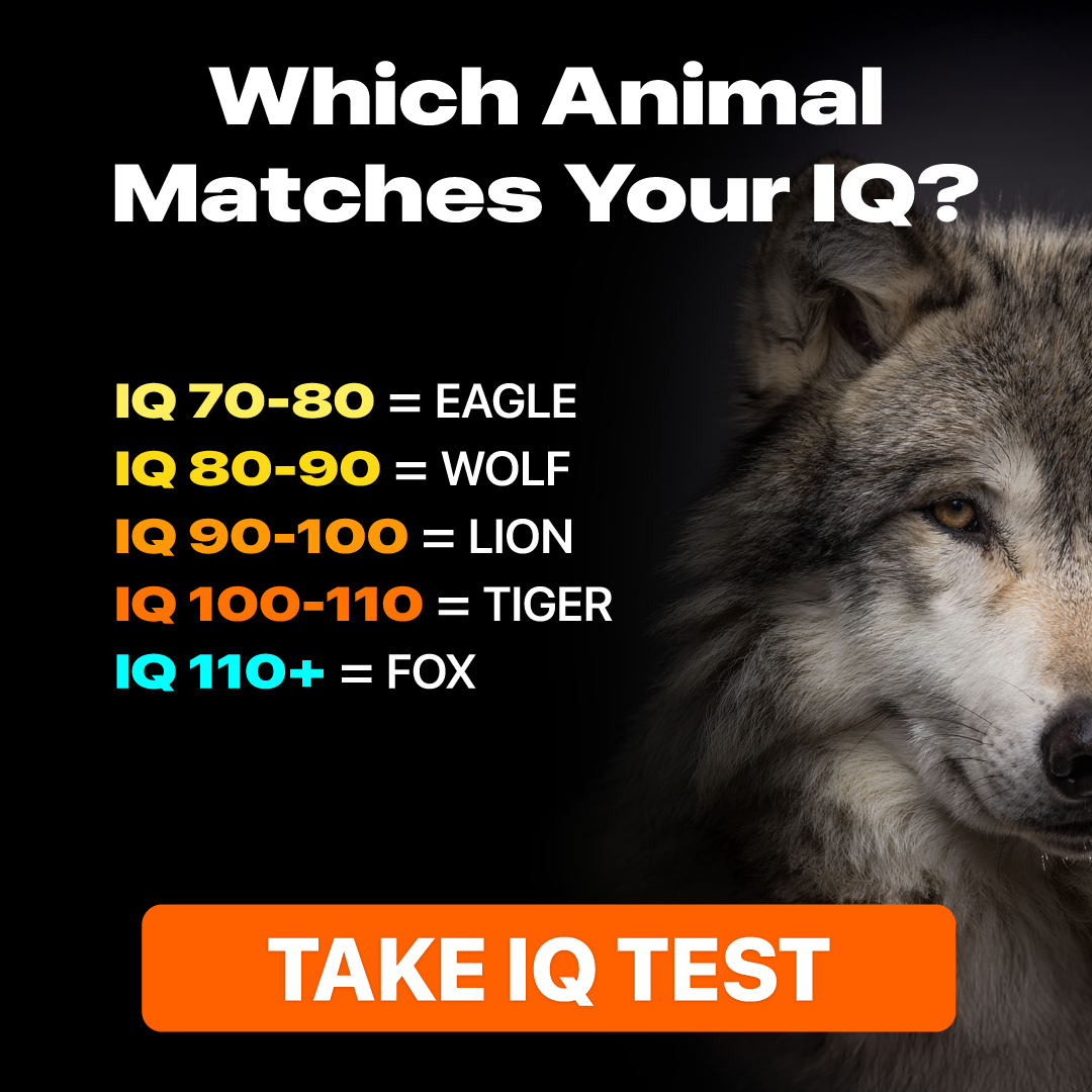 My IQ Facebook ad