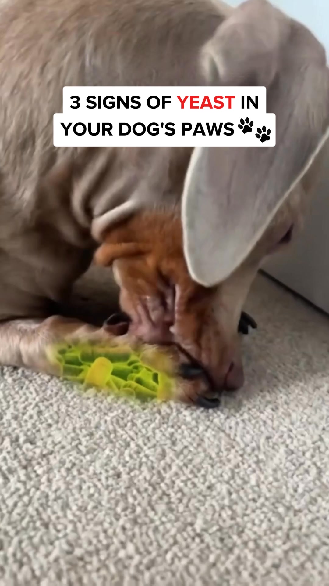 Zoomie Facebook ad: Life-changing discovery