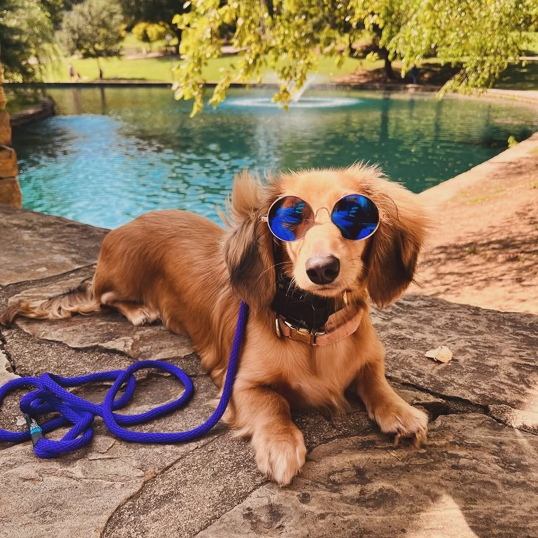 Charlotte Dog Wizard Facebook ad