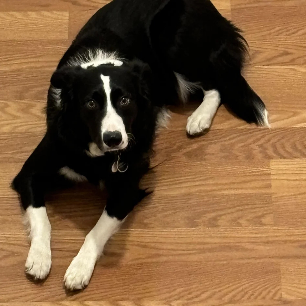 Sharon H. Facebook ad: Read this if your Border Collie is destructive.