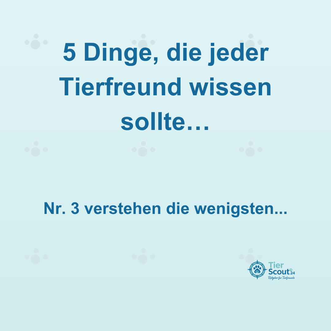 Tierscout24 Facebook ad: Alles wird teurer… doch dein Hund oder deine…