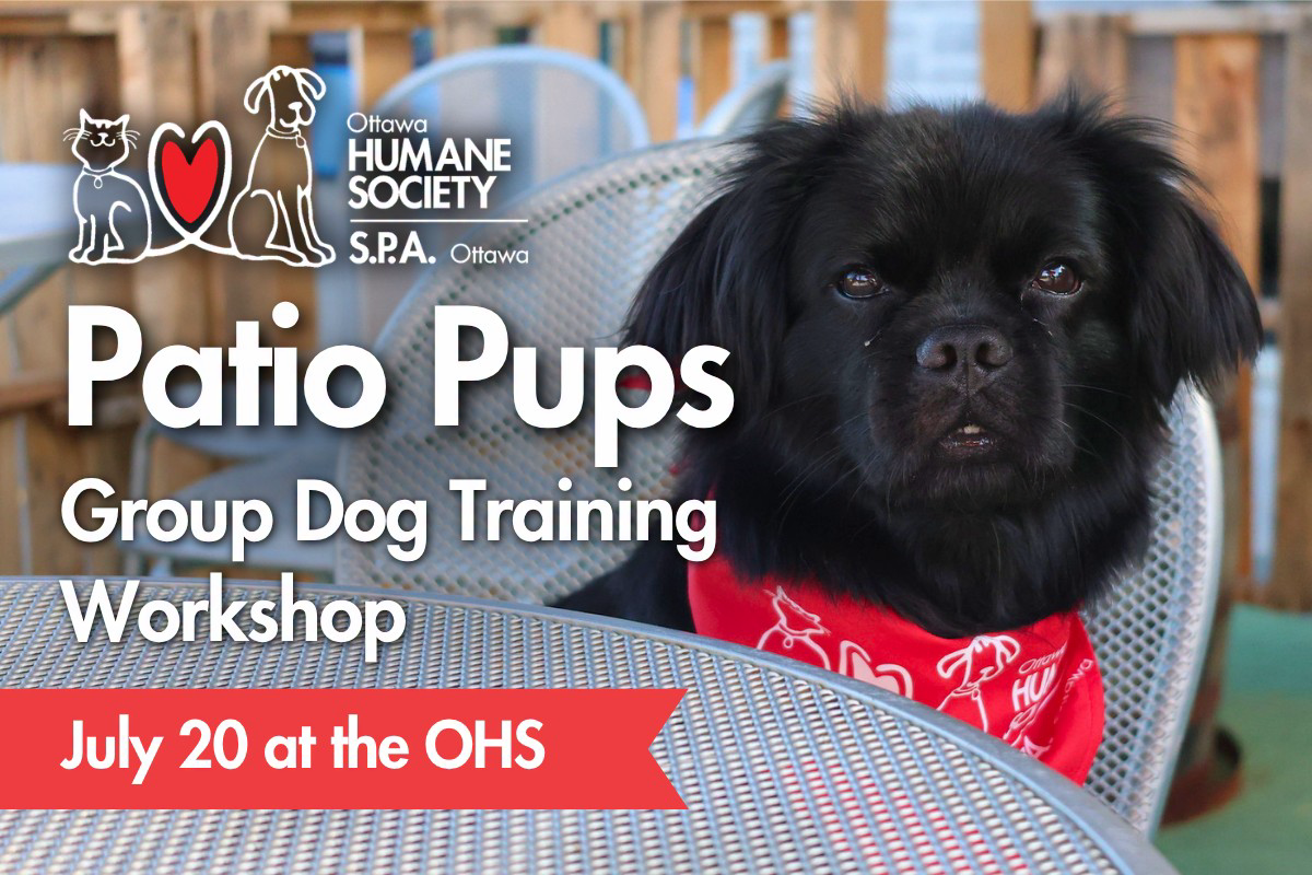 Ottawa Humane Society Facebook ad