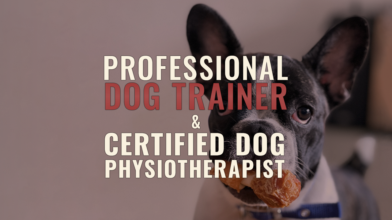 Dog Training - Pattaya, Bang Saray, Sattahip Facebook ad from Sep 16, 2025